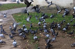 Awantura o chleb dla ptaków. "Bo starsi ludzie nie słuchają"