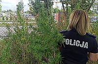 Wesołe pole przy Hemara. Kilkaset dwumetrowych krzaków