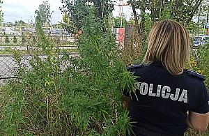 Wesołe pole przy Hemara. Kilkaset dwumetrowych krzaków