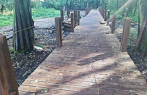 Raj dla spacerowiczów w Lesie Bródnowskim. Czy powinny tędy jeździć rowery?