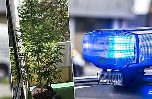 Policja w mieszkaniu na Bródnie. "Na balkonie wyhodował krzak"