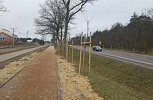 Setki martwych drzewek przy Modlińskiej. Kuriozalne wyjaśnienia zarządcy drogi