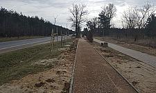 Setki martwych drzewek przy Modlińskiej. Kuriozalne wyjaśnienia zarządcy drogi