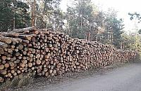 Drzewa masowo choruj�. Lasy Miejskie rozpocz�y wycink� na Bia�o��ce
