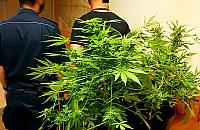 Zakazana roślina w bloku. Interweniują policjanci z Bemowa