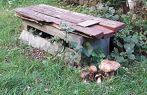 Czytelnik: Takie okazy rosną na moim osiedlu