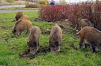 Dziki powróciły do Wawra. "Dziesiątki zgłoszeń dziennie"