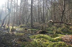 Kochasz spacery po lesie? Zostań przewodnikiem po Mazowieckim Parku Krajobrazowym