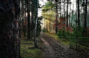 Trwa wycinka w Lesie Bródnowskim. Drzewni imigranci do usunięcia