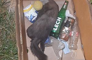 Martwy futrzak pod wiaduktem na Wolskiej. "Nikt się nie zatrzymał"