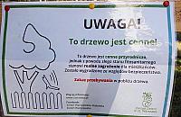 Drzewo może zabić przechodnia. Urzędnicy "likwidują" ścieżkę i wieszają karteczkę