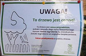 Drzewo może zabić przechodnia. Urzędnicy "likwidują" ścieżkę i wieszają karteczkę