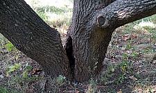 Drzewo może zabić przechodnia. Urzędnicy "likwidują" ścieżkę i wieszają karteczkę