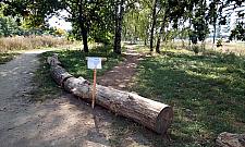 Drzewo może zabić przechodnia. Urzędnicy "likwidują" ścieżkę i wieszają karteczkę