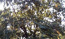 Drzewo może zabić przechodnia. Urzędnicy "likwidują" ścieżkę i wieszają karteczkę