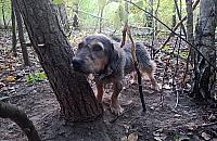 Kto porzucił psa w lesie? "Był przywiązany łańcuchem do drzewa"