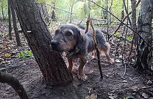 Kto porzucił psa w lesie? "Był przywiązany łańcuchem do drzewa"