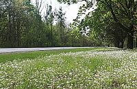 Bemowo wypięknieje. Posadzą ponad 22 tysiące drzew i roślin