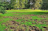Dziki zdewastowały park. Coraz więcej zgłoszeń