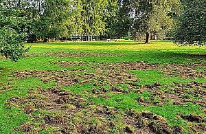 Dziki zdewastowały park. Coraz więcej zgłoszeń