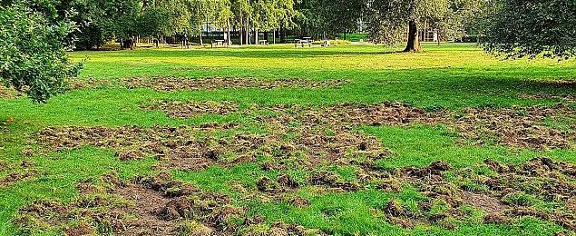 Dziki zdewastowały park. Coraz więcej zgłoszeń