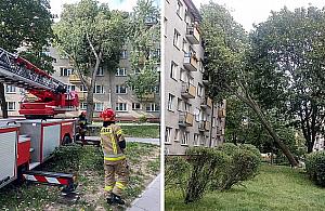 Drzewo prawie wpadło do salonu. Akcja strażaków na Wrzecionie