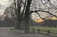 Lipy w Parku Młocińskim umierają. "Trzeba działać teraz"