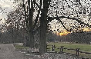 Lipy w Parku Młocińskim umierają. "Trzeba działać teraz"