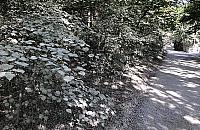 Las w kłębach wapiennego pyłu. "Przecież to wszystko uschnie"