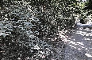 Las w kłębach wapiennego pyłu. "Przecież to wszystko uschnie"