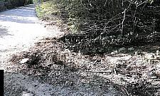 Las w kłębach wapiennego pyłu. "Przecież to wszystko uschnie"