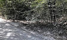 Las w kłębach wapiennego pyłu. "Przecież to wszystko uschnie"