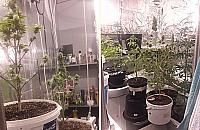 Zatrzymanie na Słodowcu. Zakazana roślina w łazience