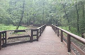 Most w Lesie Bródnowskim gotowy. Rowerzyści mile widziani?