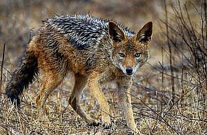 "Dziwny lis na długich nogach". Szakale w okolicach Warszawy?