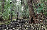 Wycinka w parku Olszyna. O co chodzi?