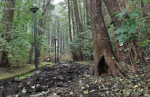 Wycinka w parku Olszyna. O co chodzi?