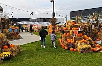 Ogród dyniowy na Tarchominie. Mnóstwo zabawy i piękne zdjęcia