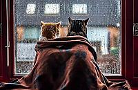 Podatek "od deszczu" zapłacą także mieszkańcy bloków? "Średnio 840 zł"