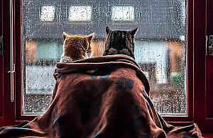 Podatek "od deszczu" zapłacą także mieszkańcy bloków? "Średnio 840 zł"