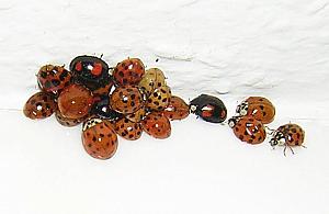 Plaga biedronek azjatyckich. "Chcą przezimować w domach"