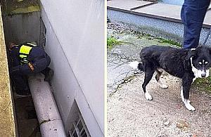 Pies w tarapatach. Akcja strażników na Wolskiej