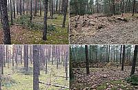 Wielkie cięcie na Henrykowie. "Dla dobra lasu"