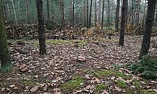 Wielkie cięcie na Henrykowie. "Dla dobra lasu"