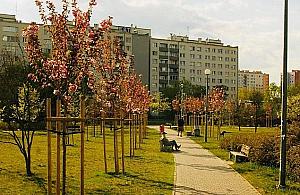 Blok w parku Chomicza? Wraca temat reprywatyzacji