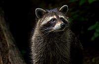 Szop pracz dotarł do Warszawy. "To nic dobrego"