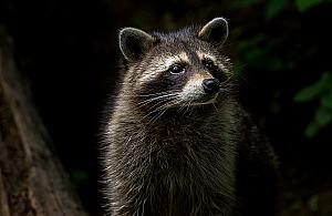 Szop pracz dotarł do Warszawy. "To nic dobrego"