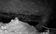 Szop pracz dotarł do Warszawy. "To nic dobrego"