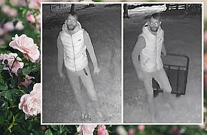 Nocna kradzież na Bródnie. Łupem złodzieja padły... sadzonki róż