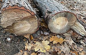 Wycinka na Bielanach. Tną dęby i sosny